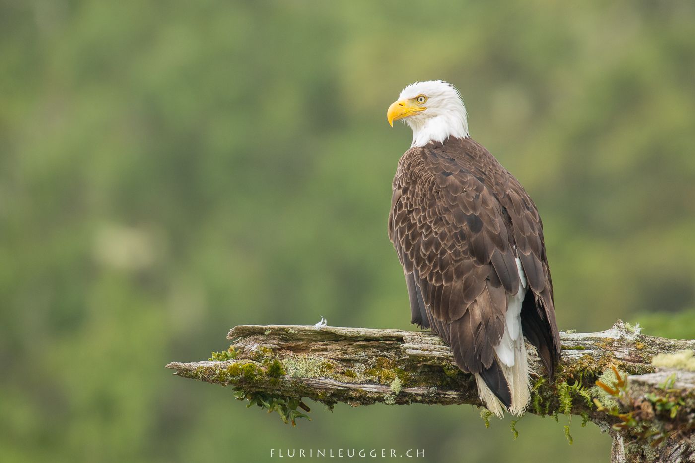 Bald eagle, Weisskopfseeadler, Tofino, Vancouver Island, Flurin Leugger