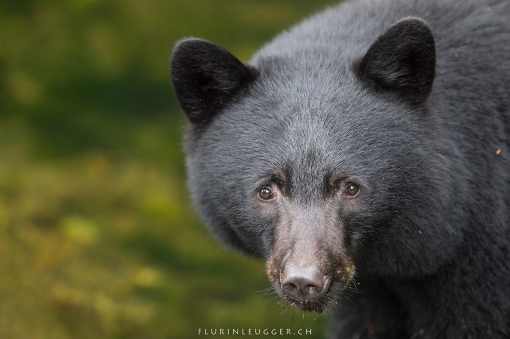 Schwarzbär, black bear, black bear portrait, bear, Bär, Bärenportrait, Portrait, Close up