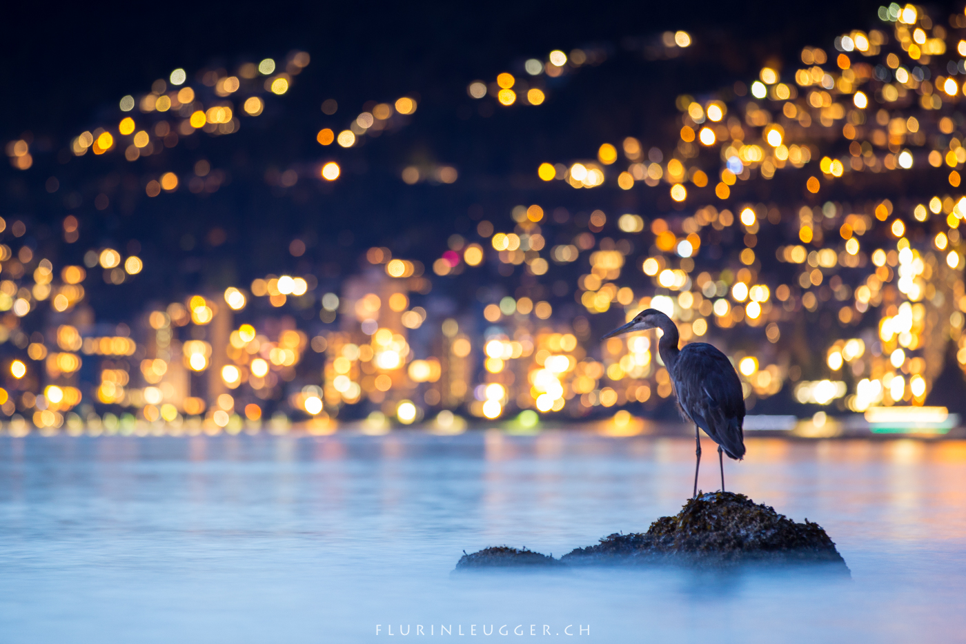 Kanadareiher, great blue heron, vancouver, stanley park, naturephotography