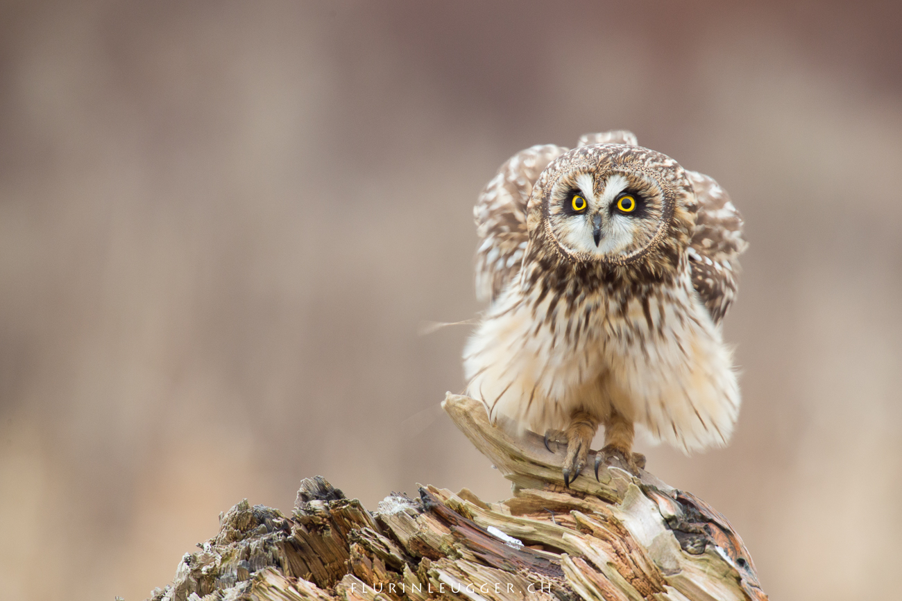 Sumpfohreule, Eule, Short-eared owl, Boundary Bay, Vogelfototgrafie, Naturfotografie