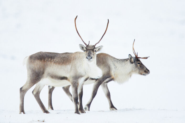Rentier, Reindeer, Caribou, Wildlife, Nature photography, Naturfotografie, Iceland, Island, Ost-Island, East-Iceland