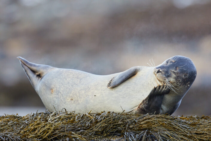Schlafender Seehund in Island