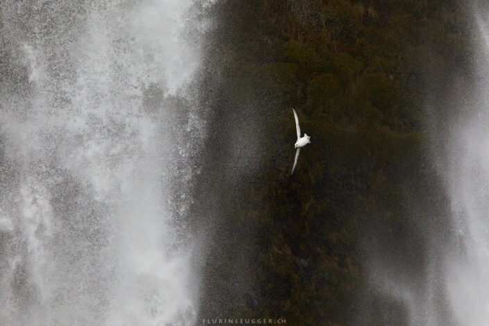 Eissturmvogel in Island vor Wasserfall