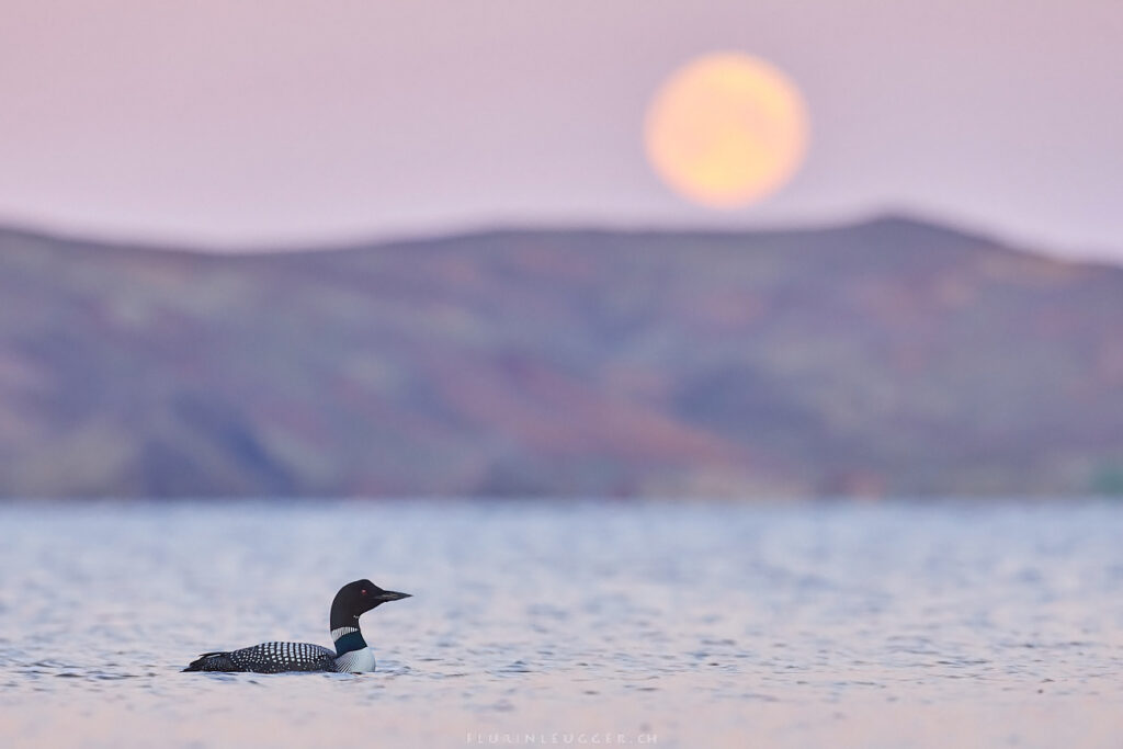 Eistaucher vor Vollmond in Island