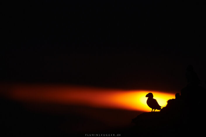Papageitacher in Island in der Mitternachtssonne