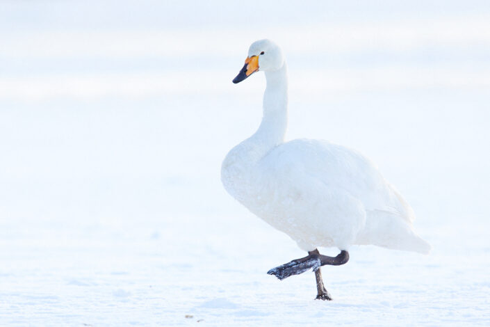 Singschwan auf Island