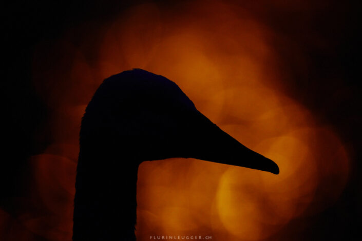 Singschwan auf Island