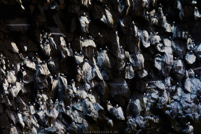 Dreizehenmöwe-Kolonie in Island auf Basalt