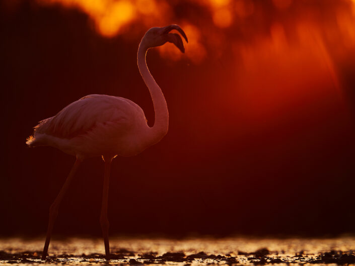 Flamingo im Gegenlicht