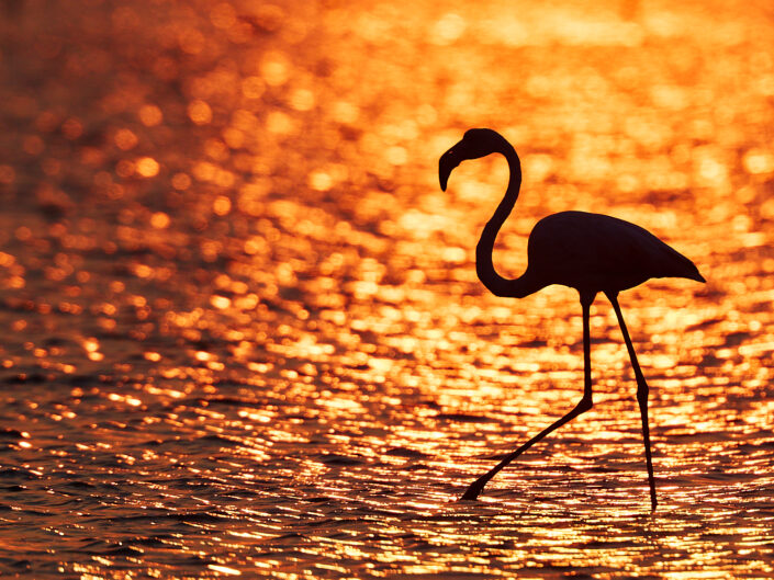 Flamingo in der Morgensonne