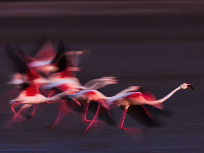 Mitzieher von Flamingos in der Camargue