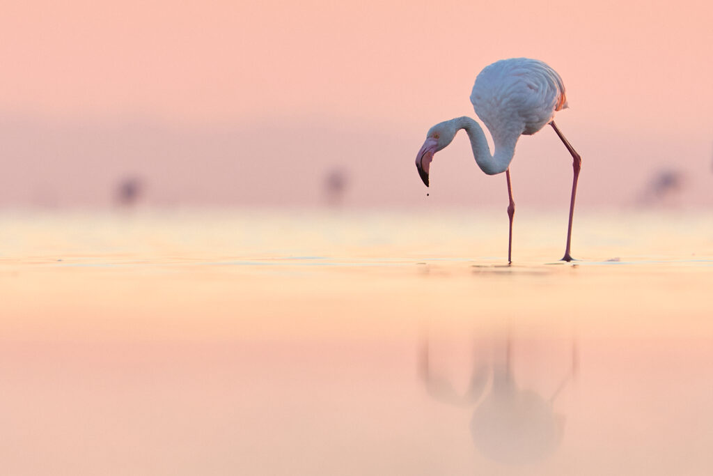 Flamingo in der Camargue zu Sonnenaufgang