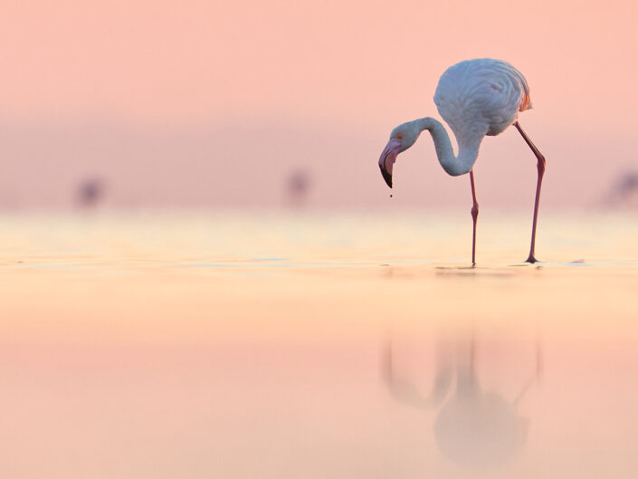 Flamingo in der Camargue zu Sonnenaufgang