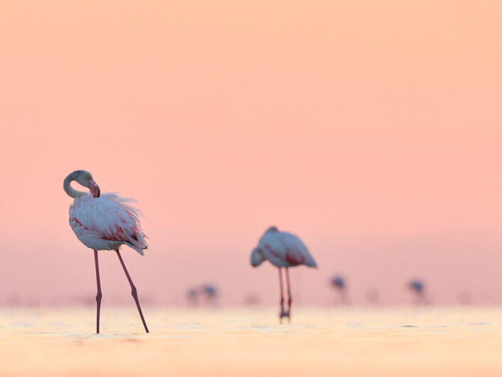 Flamingo im Morgenlicht in der Camargue