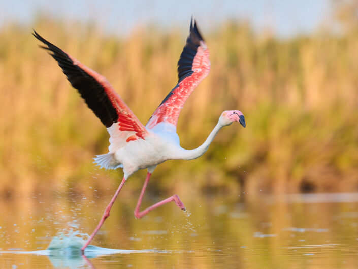 Start eines Flamingos