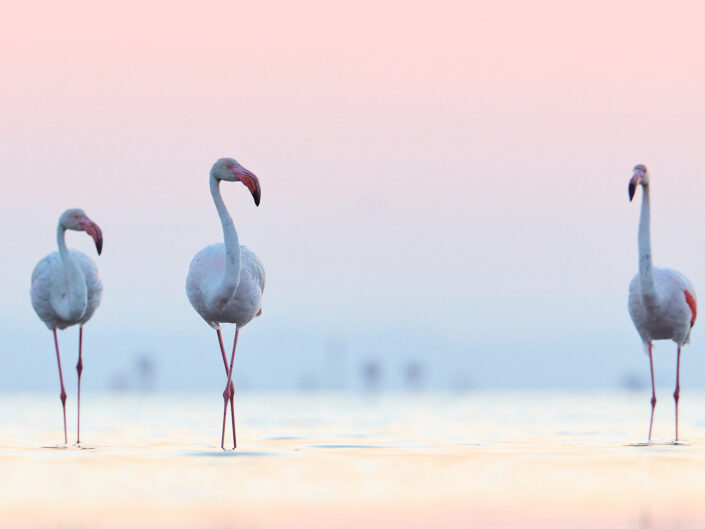 Flamingos bei Sonnenaufgang in der Camargue