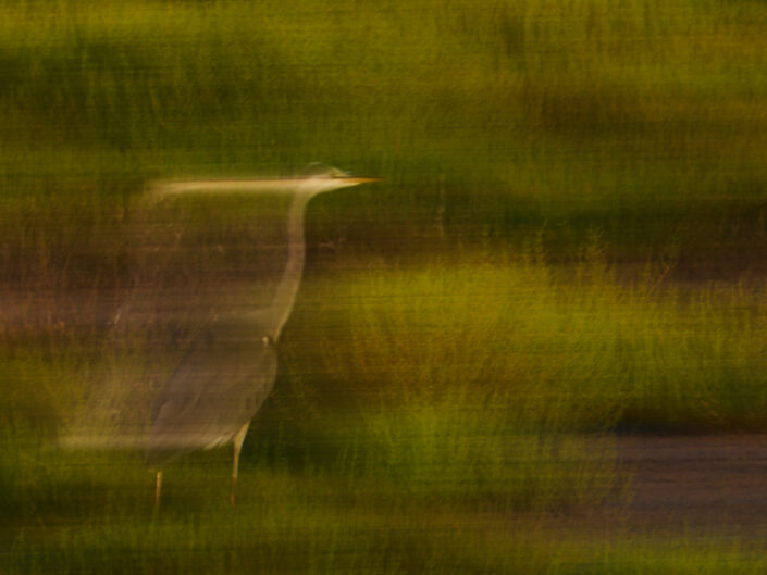 Langzeitbelichtung eines Graureihers in der Camargue