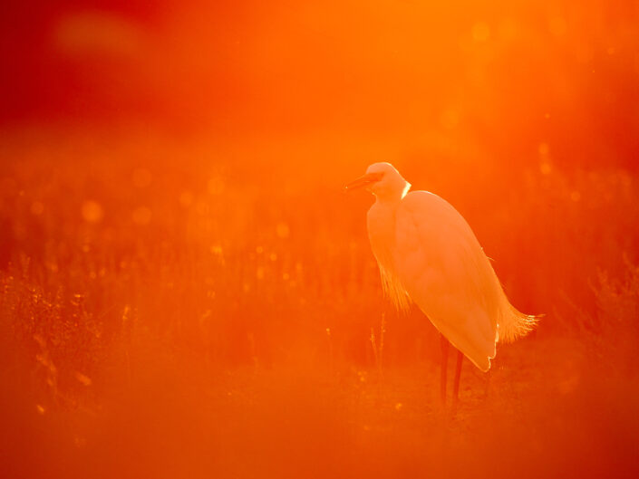 Seidenreiher im Gegenlicht in der Camargue