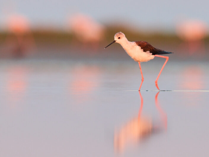 Stelzenläufer in der Camargue
