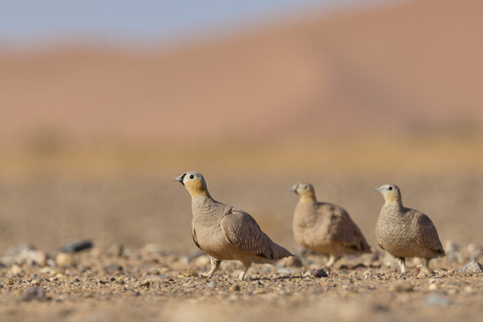 Kronenflughühner in der Sahara-Wüste in Marokko