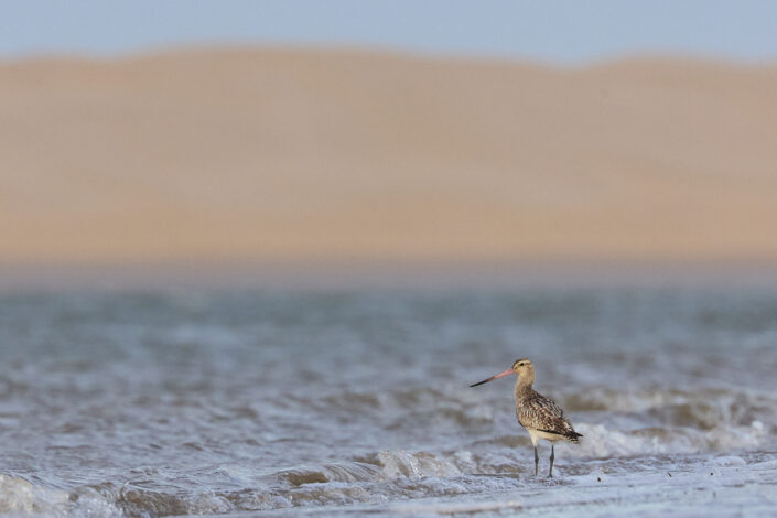 Uferschnepfe in Marokko