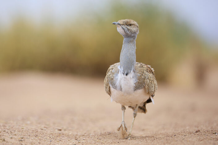 African houbara in the Sahara Desert in Morocco
