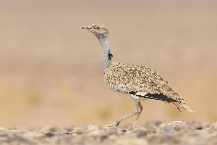 African houbara in the Sahara Desert in Morocco
