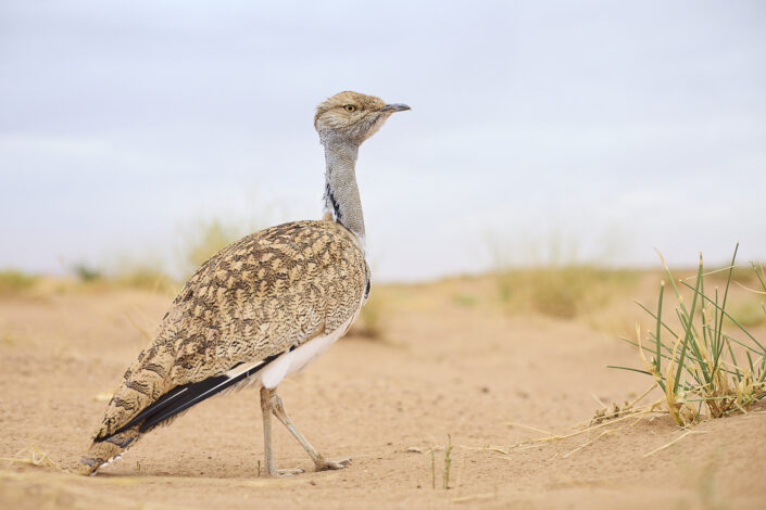 African houbara in the Sahara Desert in Morocco