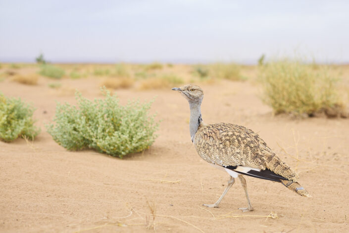 African houbara in the Sahara Desert in Morocco