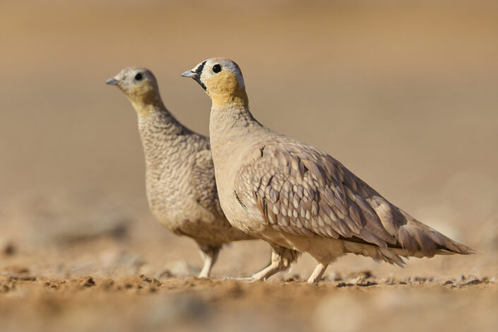 Crowned sandgrouse in Morocco