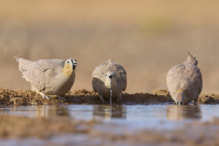 Drinking crowned sandgrouse in Morocco