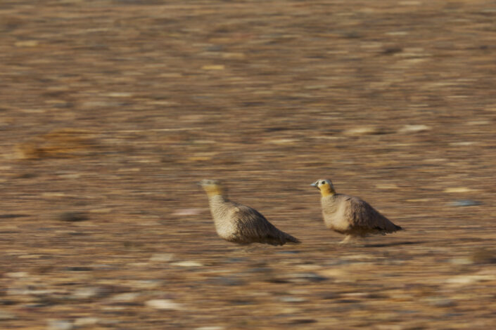 Panning shot of crowned sandgrouse in Morocco