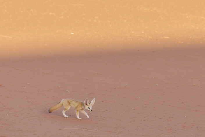 Fennec or desert fox in the Sahara Desert in Morocco