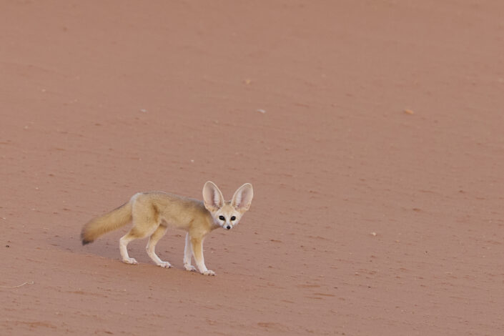 Fennec or desert fox in the Sahara Desert in Morocco