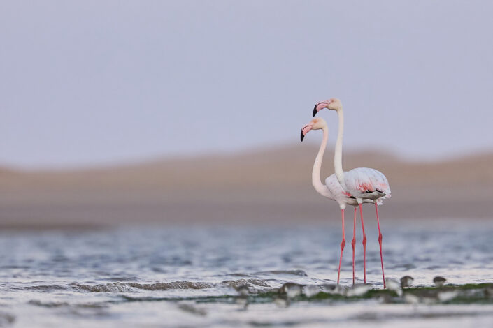 Flamingos in the Sahara Desert in Morocco
