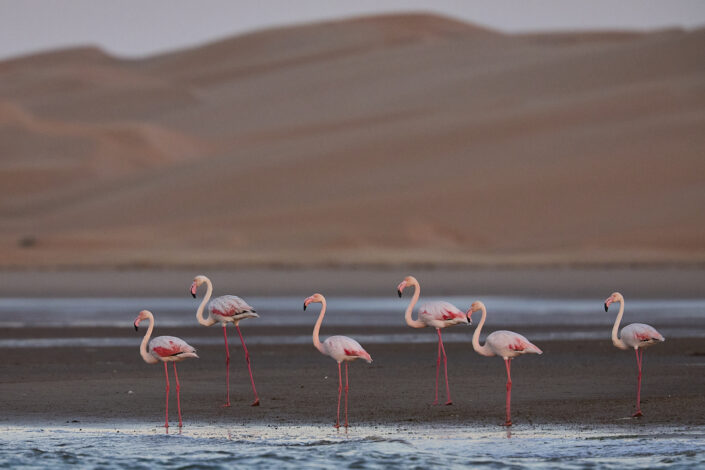 Flamingos in front of sand dunes the Sahara Desert in Morocco