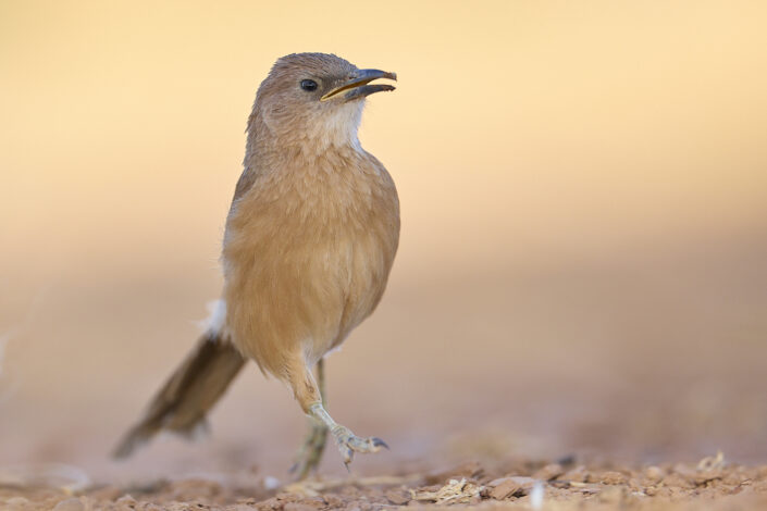 Fulvous babbler in the Sahara Desert in Morocco