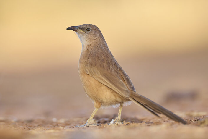 Fulvous babbler in the Sahara Desert in Morocco