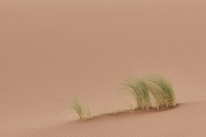 Gras in the Sahara Desert