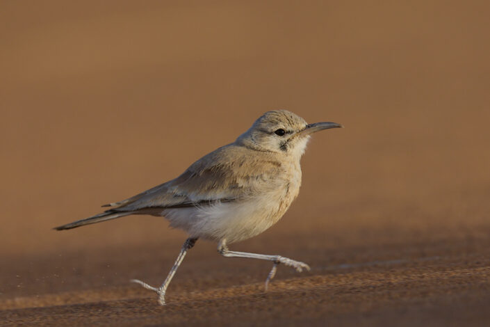 Greater hoopoe lark running in the Sahara Desert