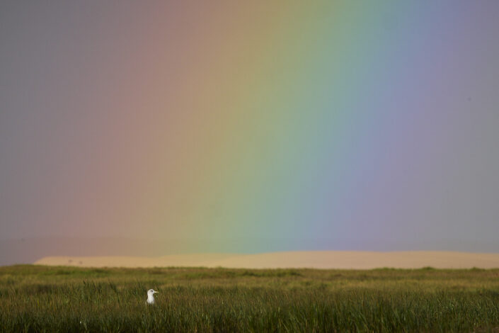 Lesser black-backed gull in front of a rainbow in Morocco
