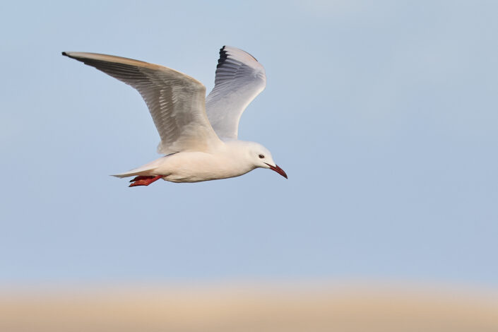 Slender-billed gull in Morocco
