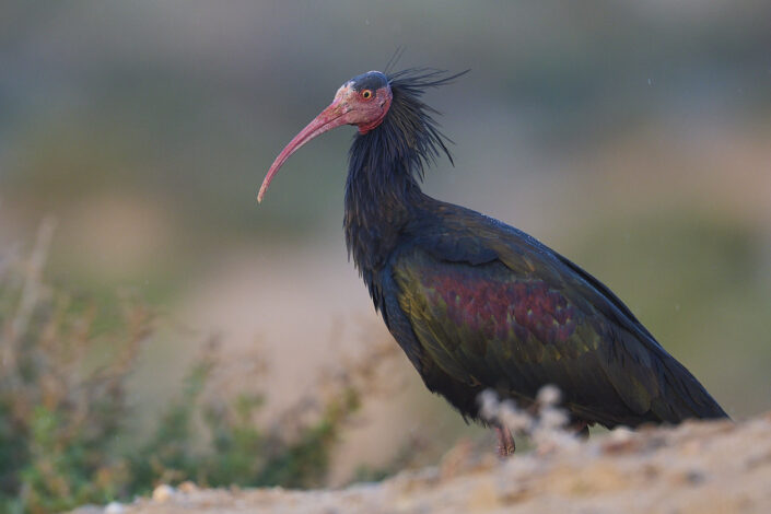 Waldrapp aufgenommen in Marokko