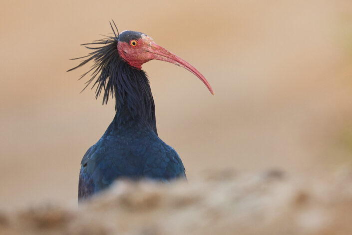 Portrait eines wilden Waldrapps in Marokko