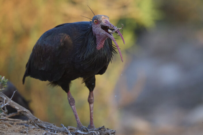 Waldrapp mit Beute im Schnabel