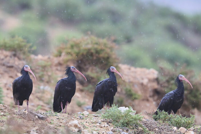 Wilder Waldrapp im Regen, aufgenommen in Marokko