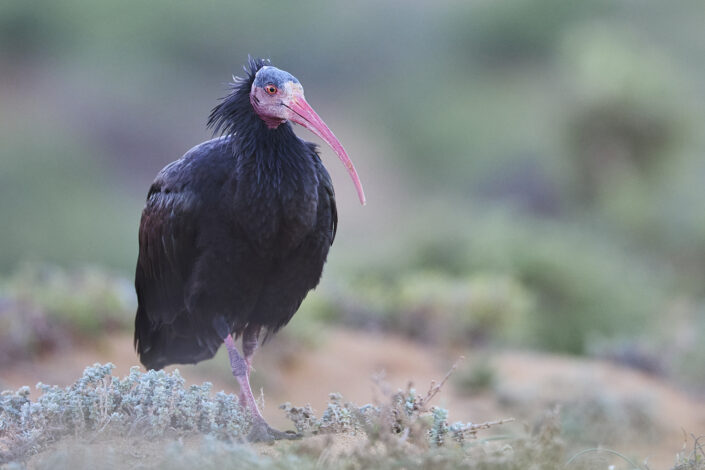 Northern bald ibis in Morocco