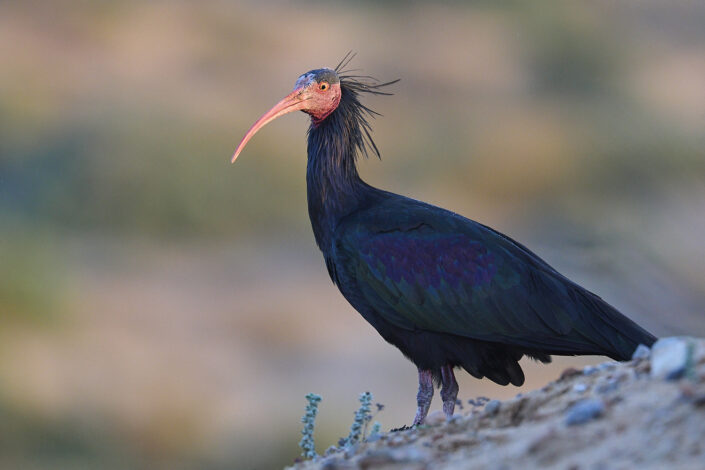 Northern bald ibis in Morocco