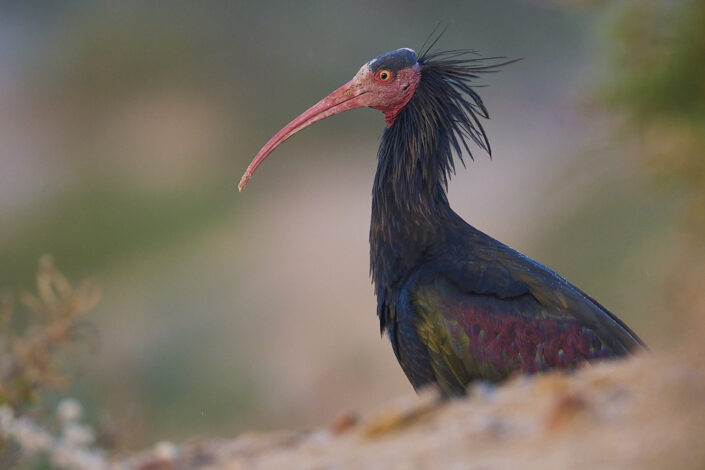 Northern bald ibis portrait
