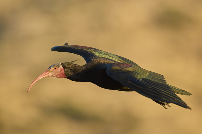 Flying northern bald ibis in Morocco